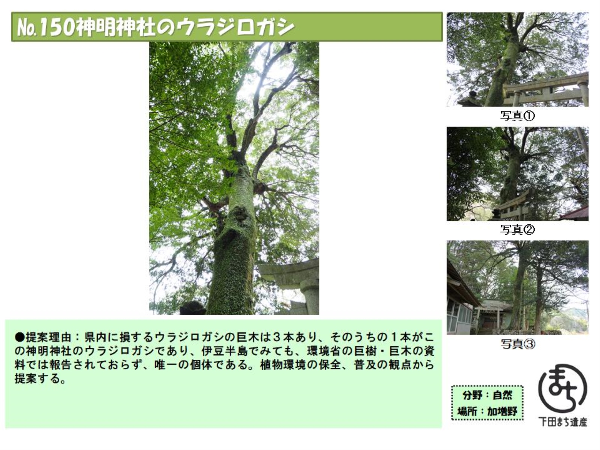 150まち遺産　神明神社のウラジロガシ